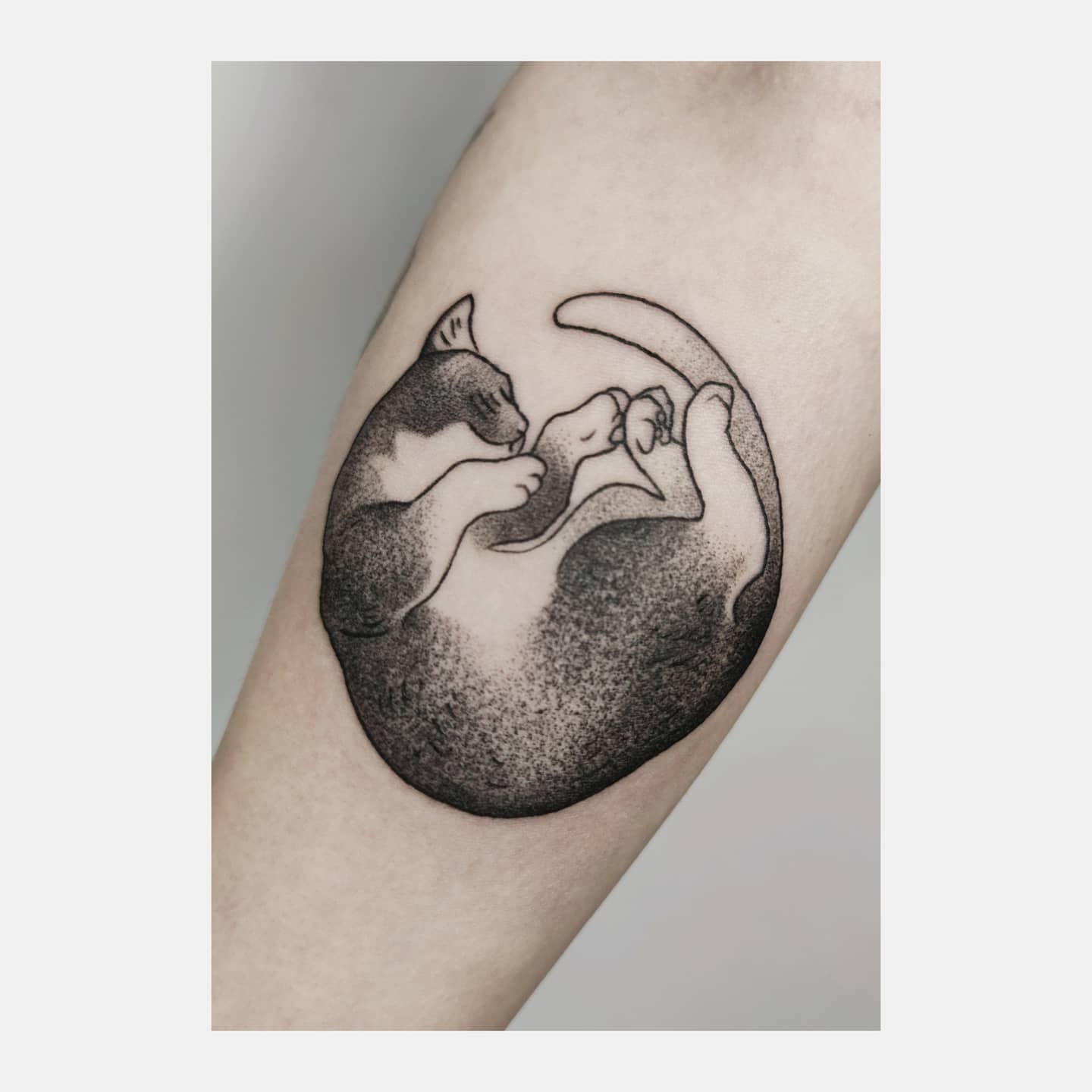 Kotki yin yang