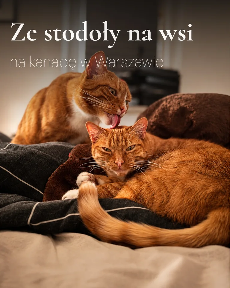 Niunia i Kyubi weszły w nasze życie po wyjeździe z