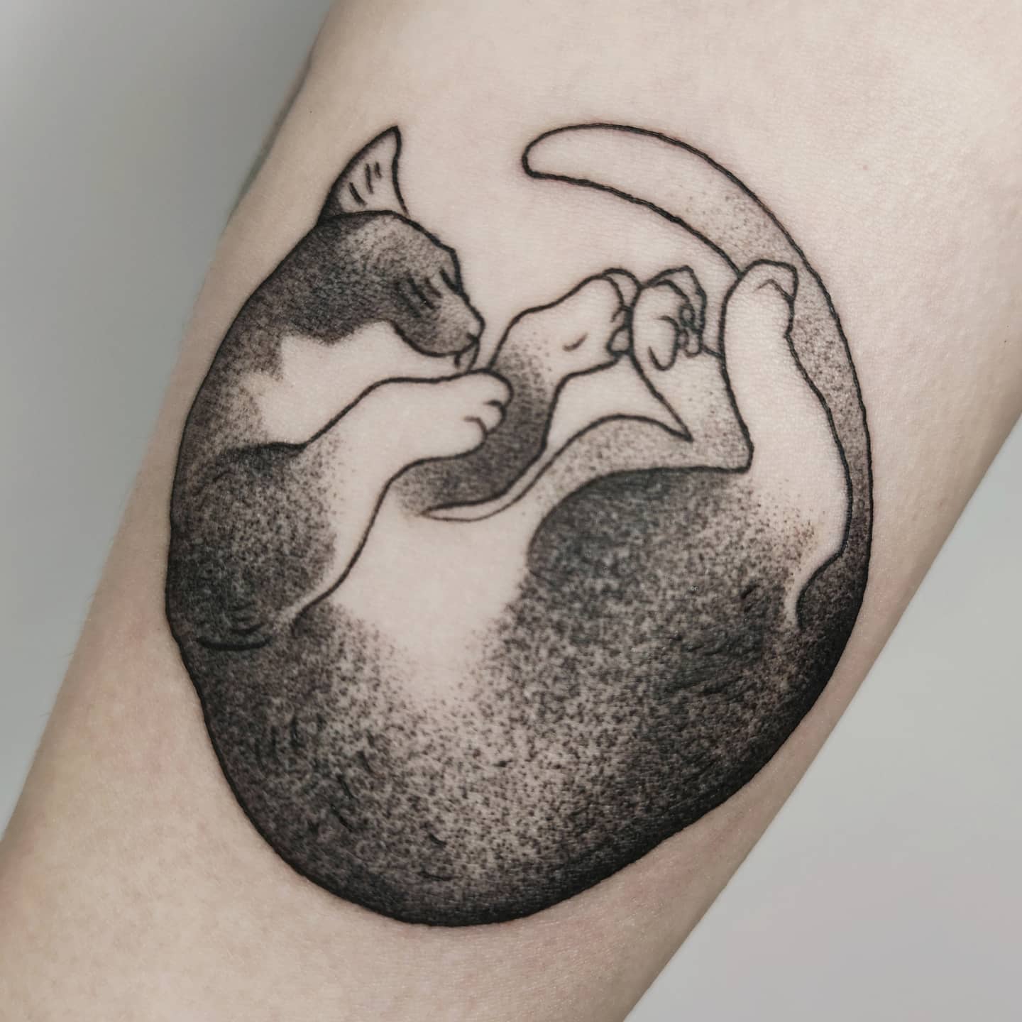 Projekt z 03/18/2021 - Kici kici 💕🐱 Jest to... - Slide 2