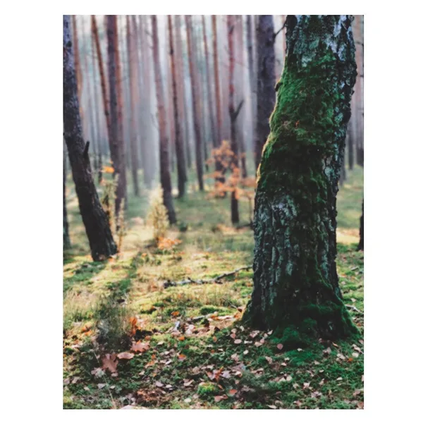 Projekt z 11/15/2020 - Puszcza. Co tydzień staram 