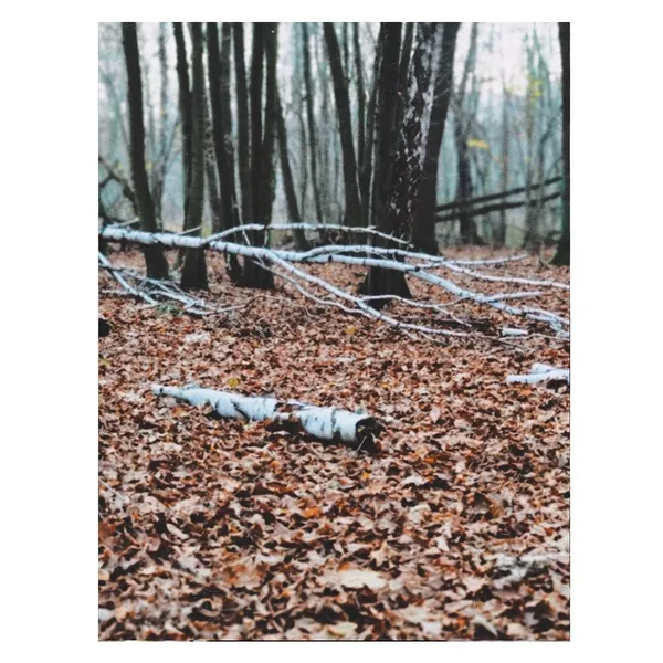 Projekt z 11/18/2020 - Kampinos 📸 @sebastianasabo