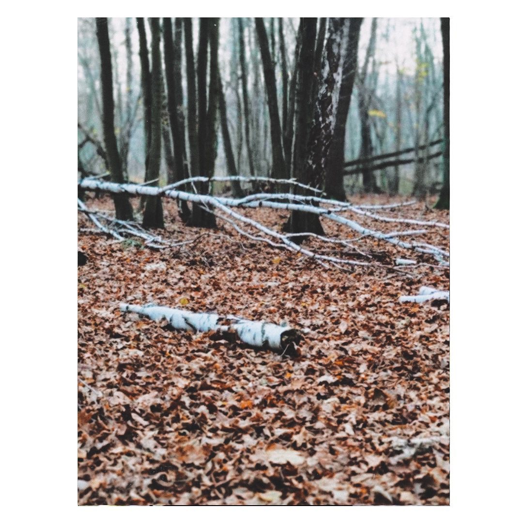 Projekt z 11/18/2020 - Kampinos 📸 @sebastianasabo