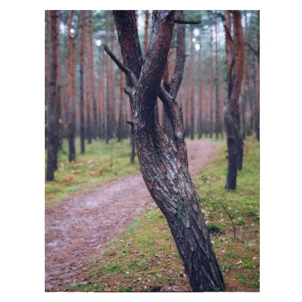 Projekt z 11/21/2020 - Kampinos📸 @sebastianasabov